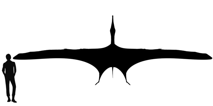 Mythunga wingspan comparison