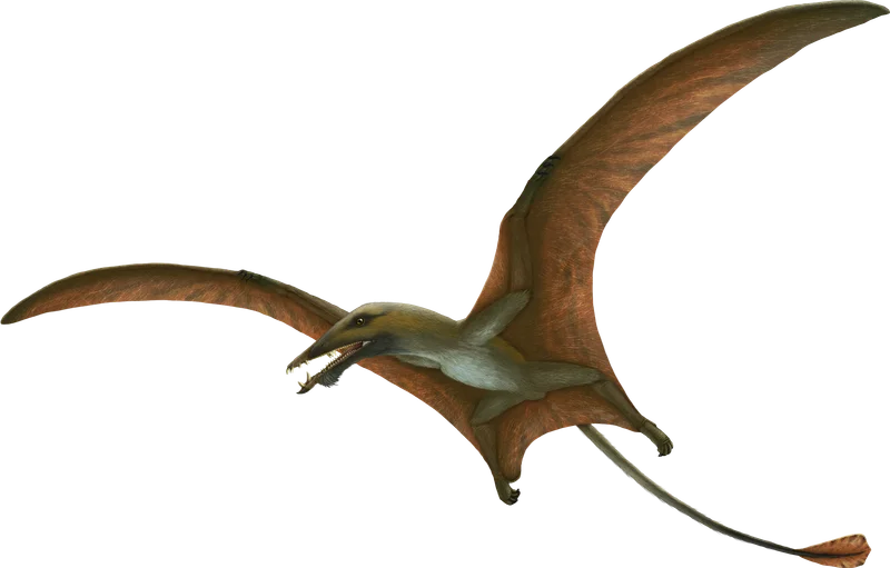 Eudimorphodon