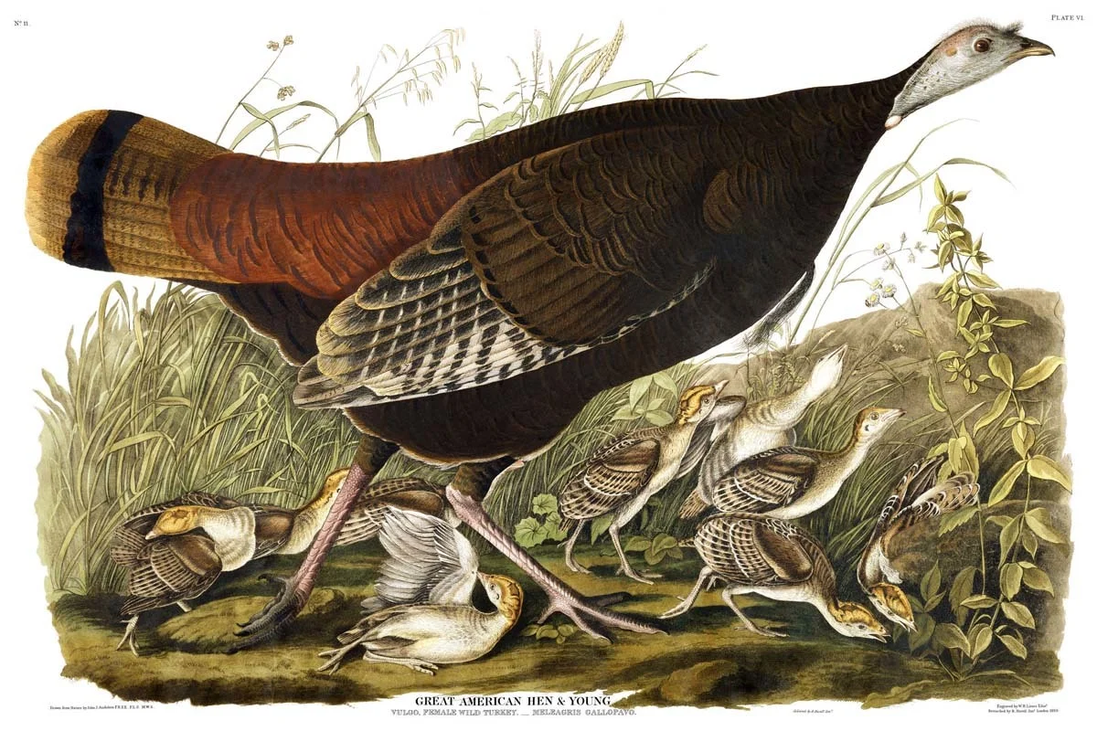 Wild Turkey / Meleagris gallopavo