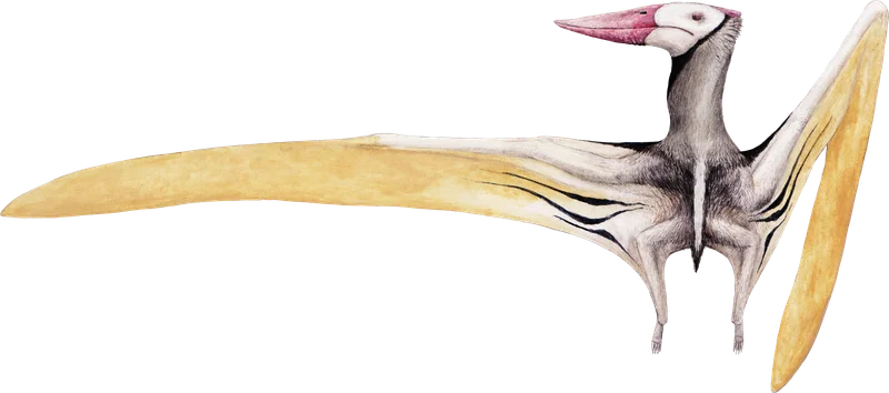 Muzquizopteryx