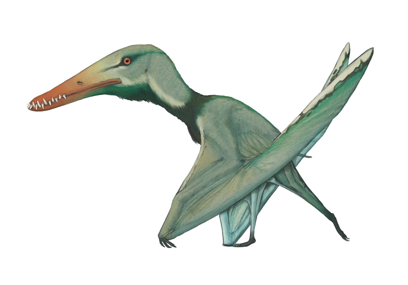 Haopterus