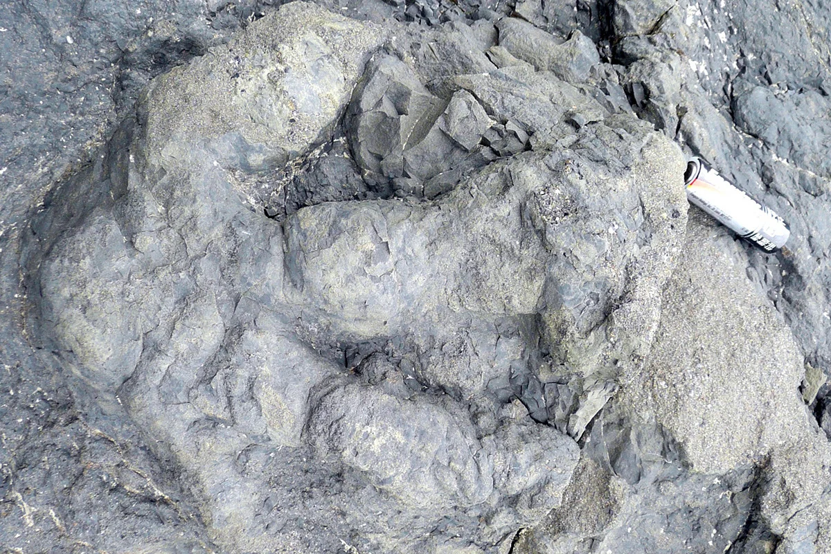 Fossil cast of the Alaskan therizinosaur footprint