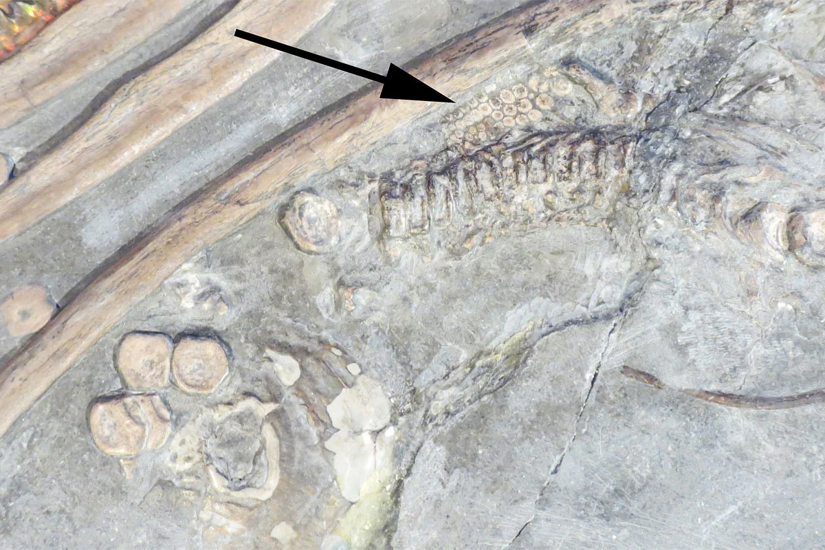 The preserved immature skeleton of the embryonic ichthyosaur