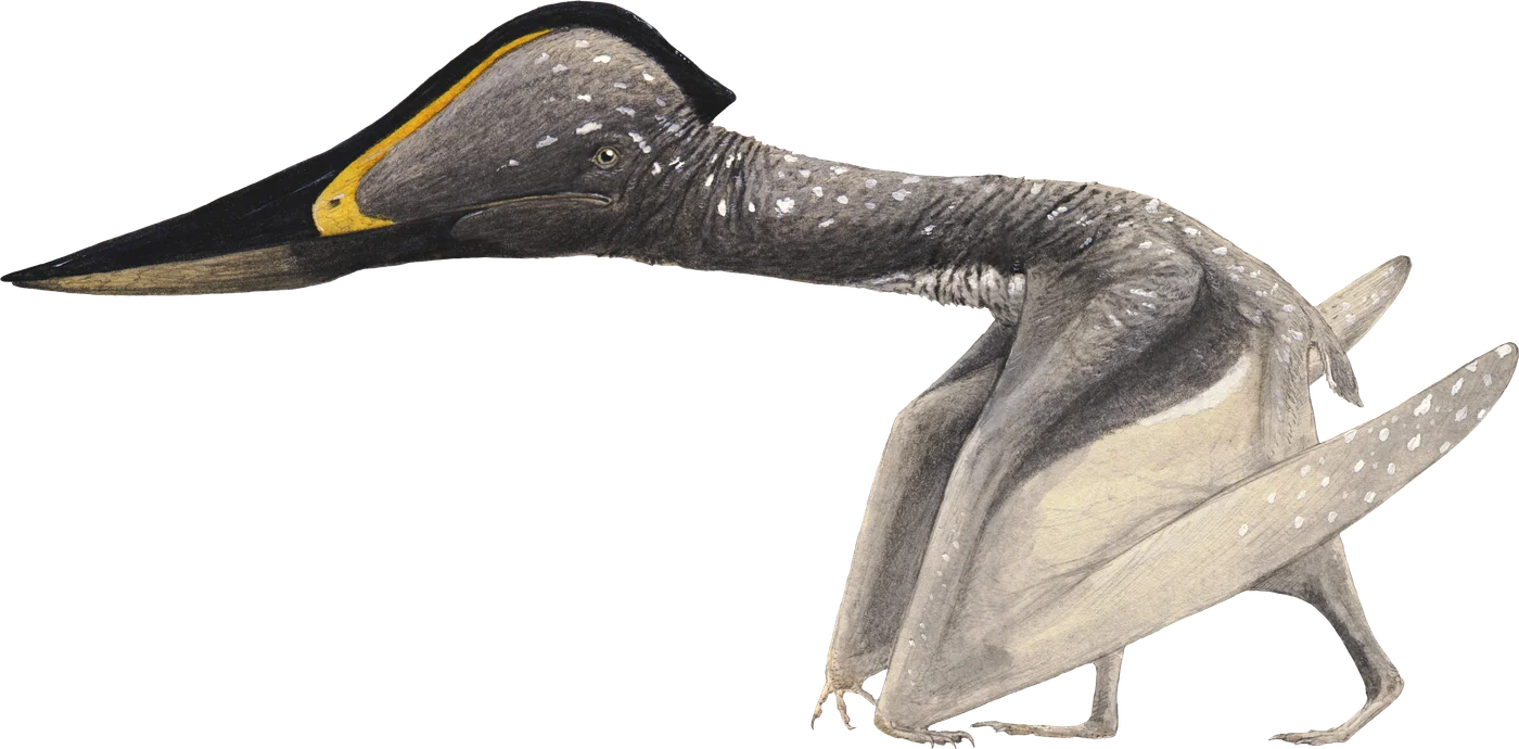 Jidapterus
