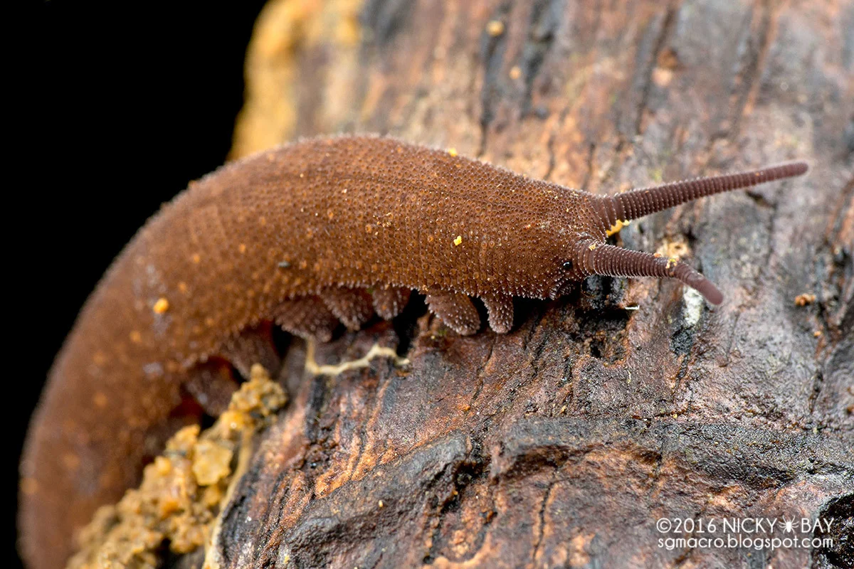 Eoperipatus sumatranus
