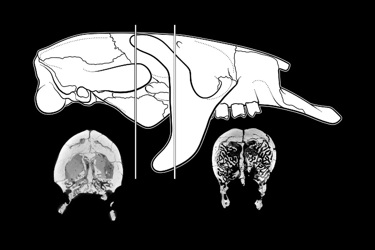 Thin sections from the skull were analyzed to investigate the bone mass increase