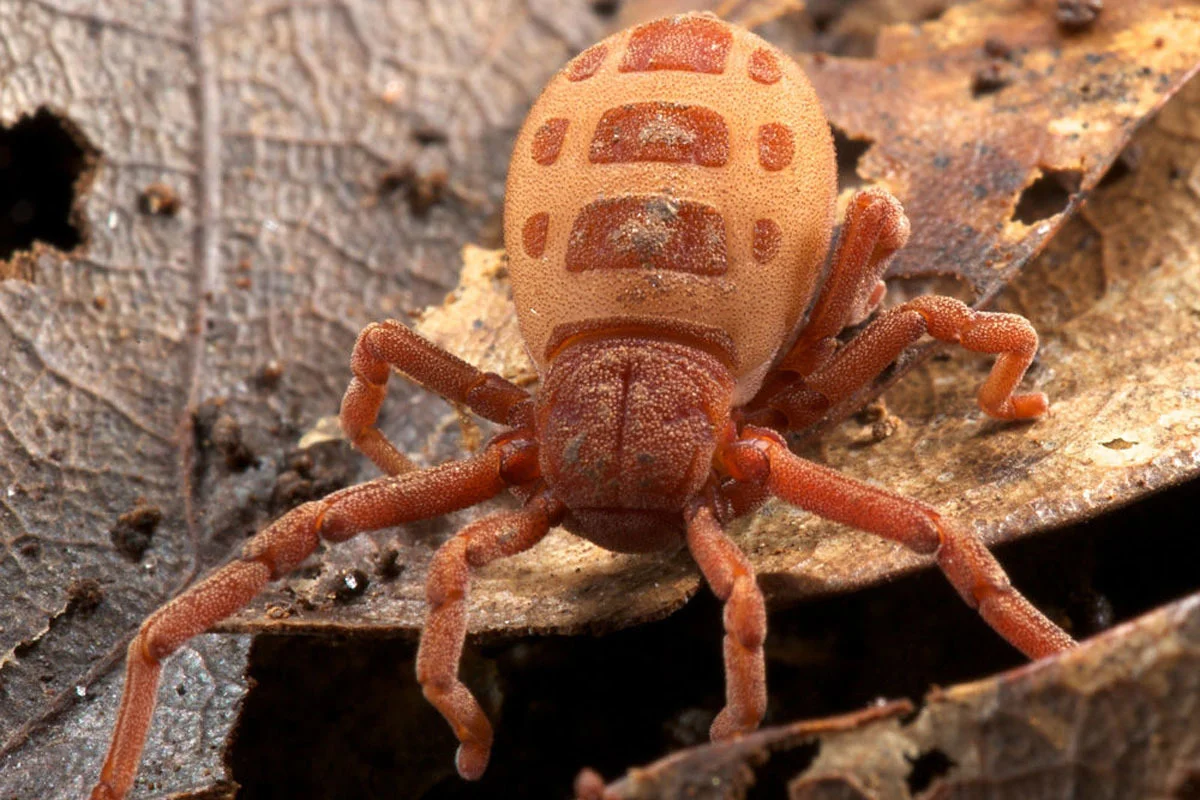 Ricinoides atewa