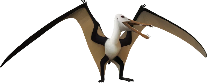 Camposipterus