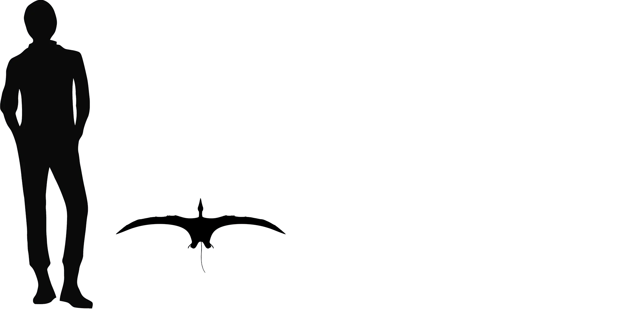Campylognathoides wingspan comparison