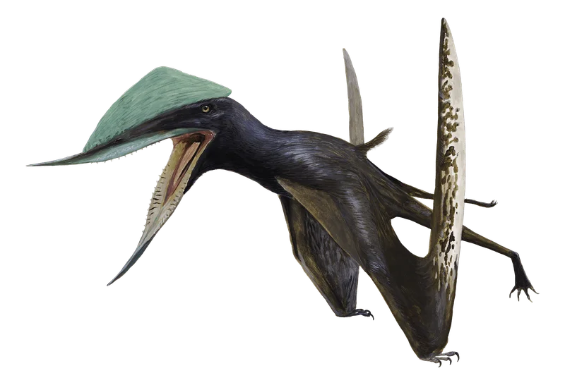 Illustration of Ordosipterus