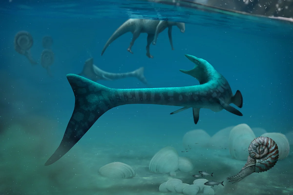 Marine life of the Matanuska Formation