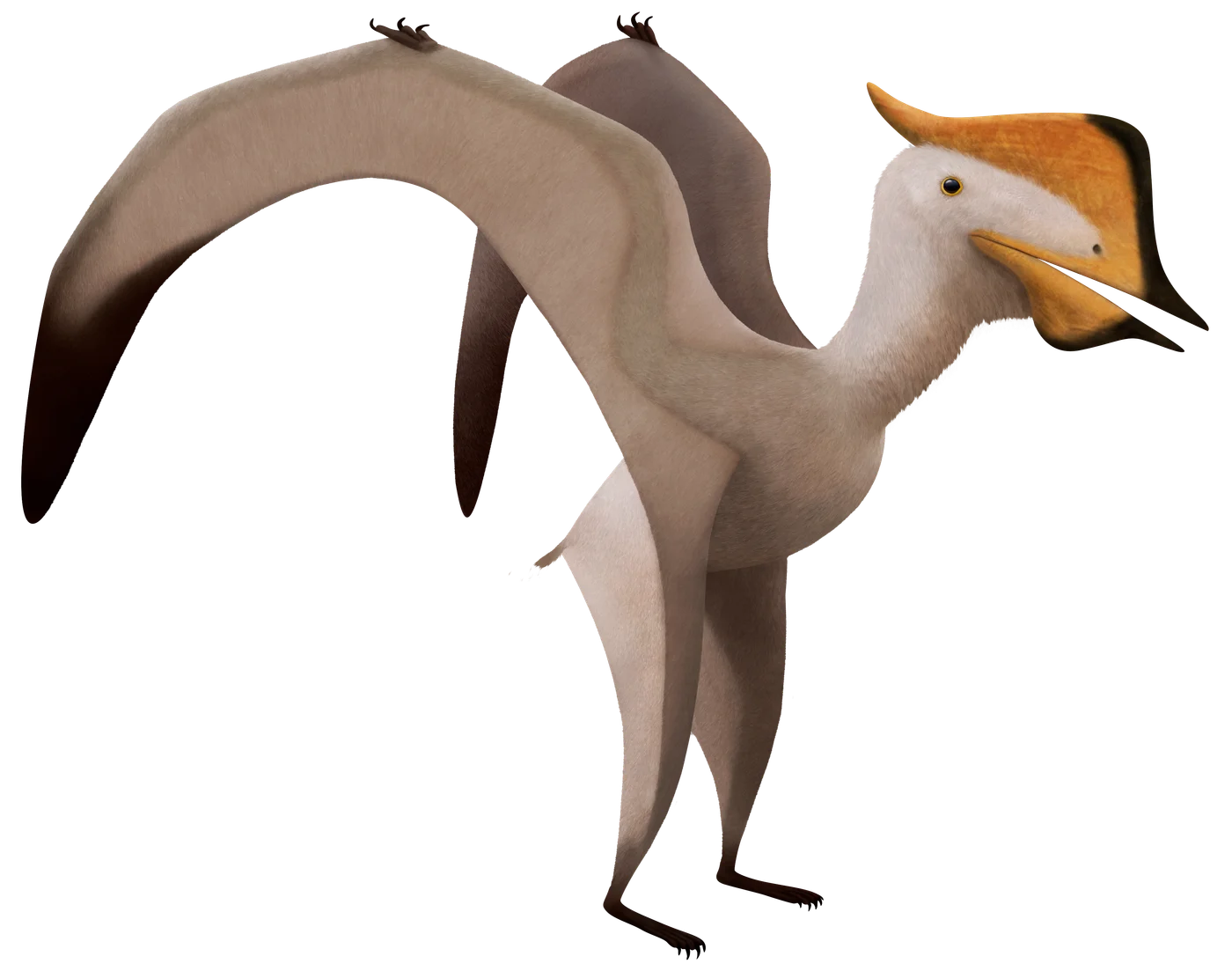 Sinopterus