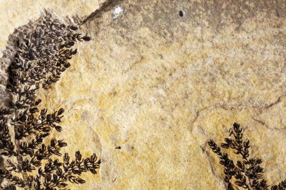 A rare finding, this fossil plant was found largely intact