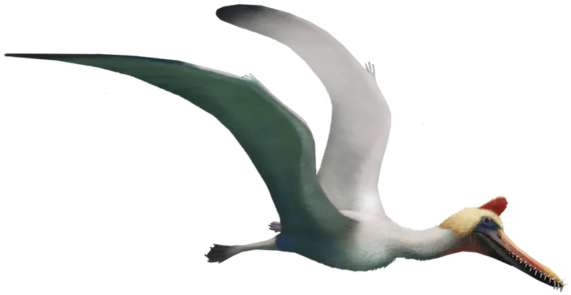 Guidraco