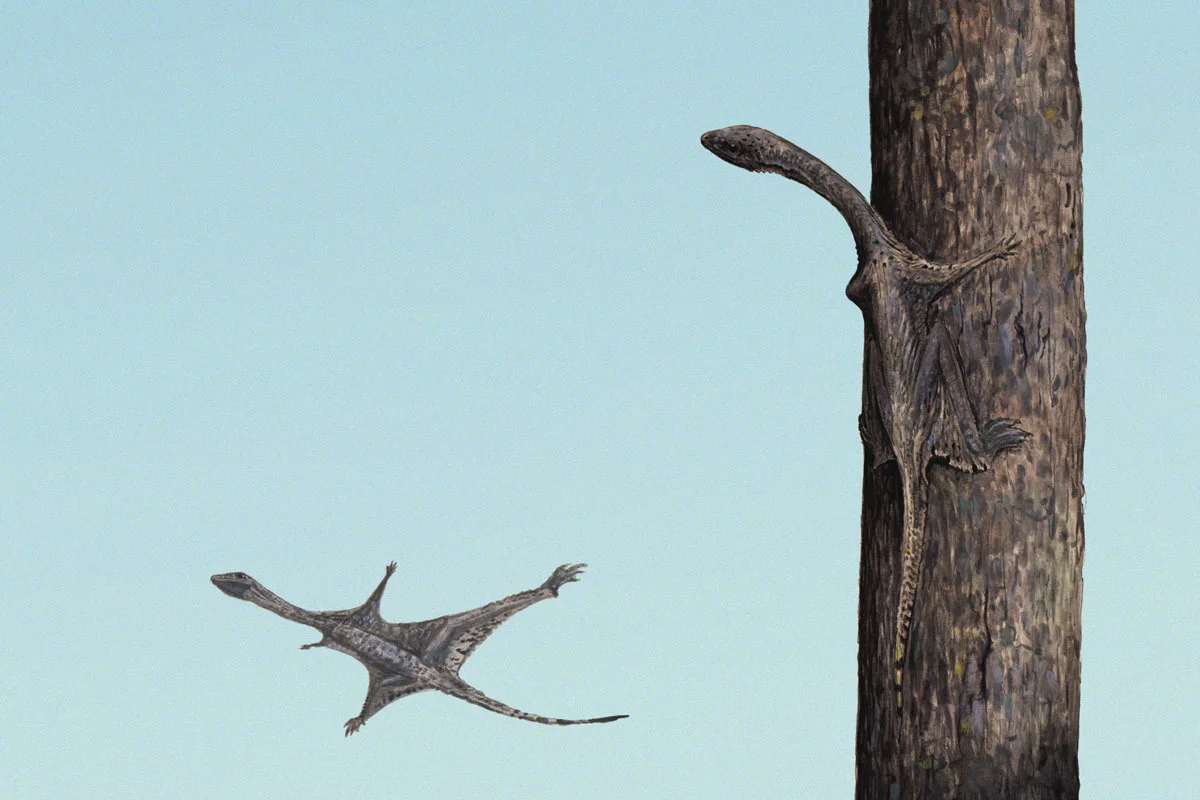 A pair of Ozimek volans, one perched and one gliding.