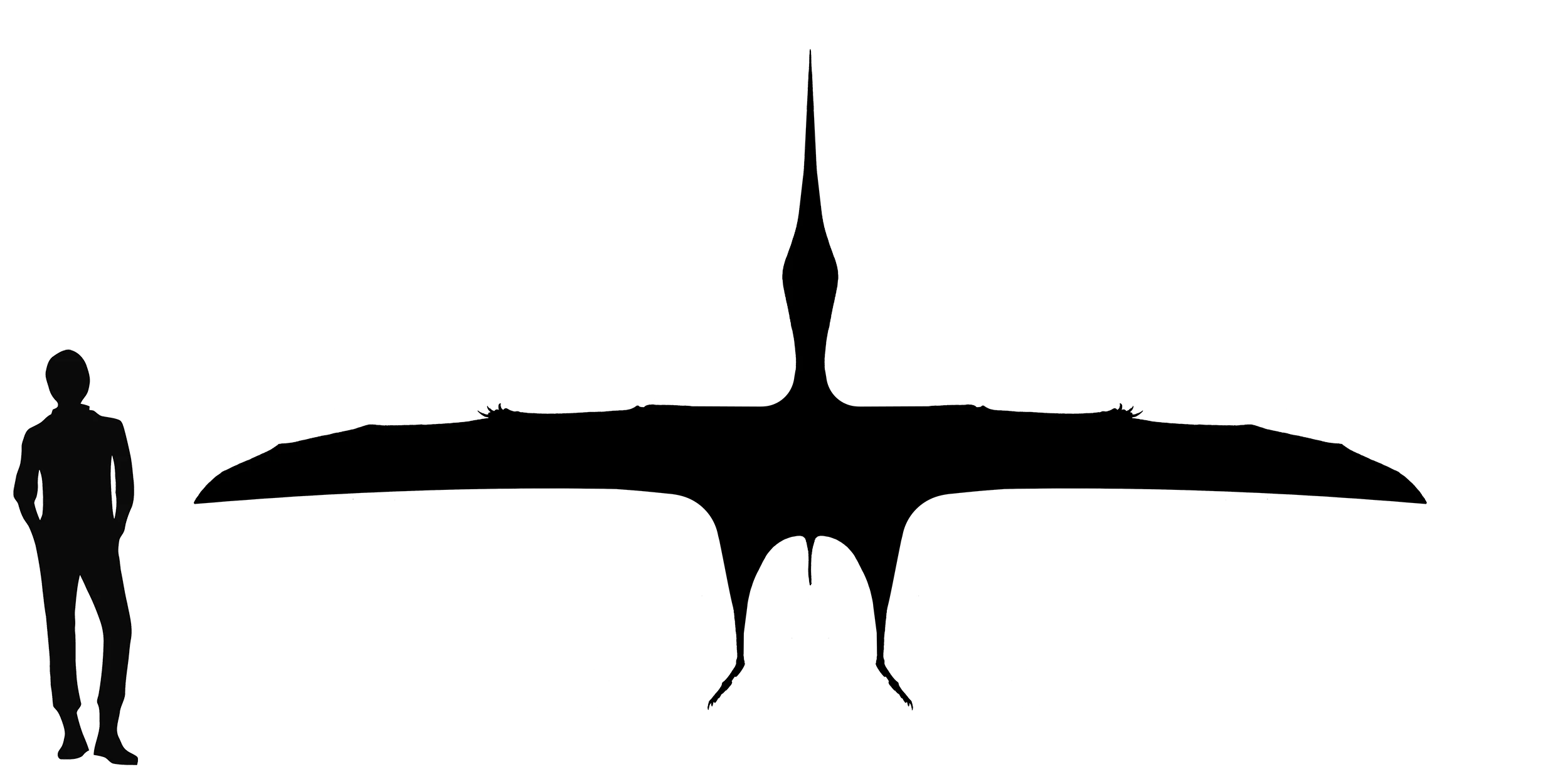 Tupuxuara wingspan comparison