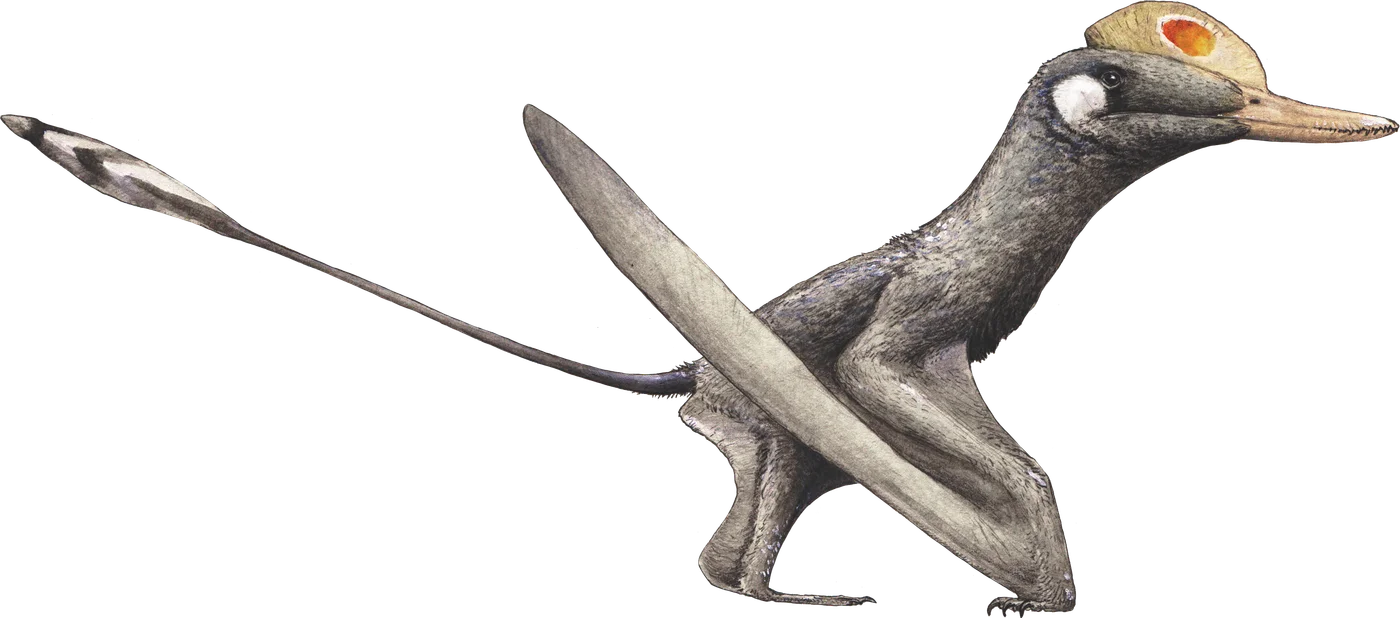 Kunpengopterus
