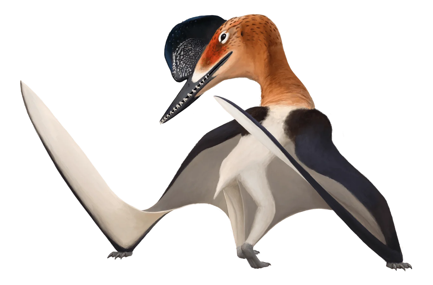 Altmuehlopterus