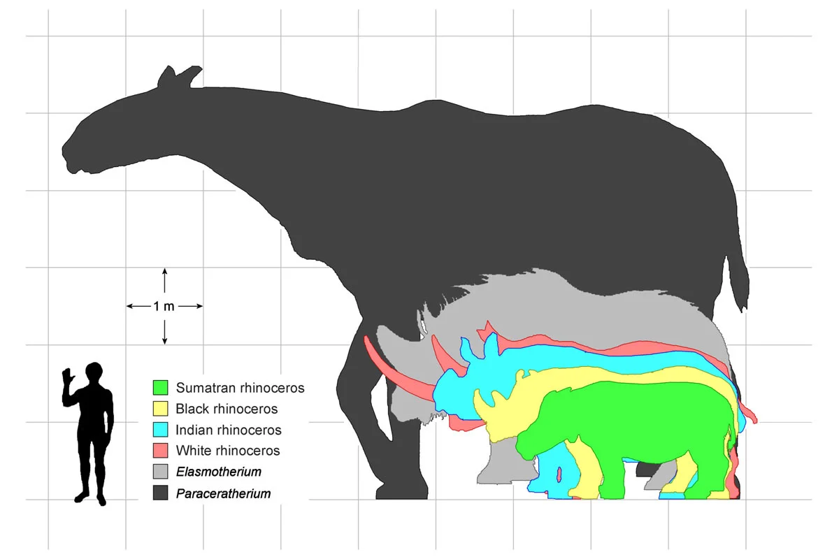 Rhino size comparisons