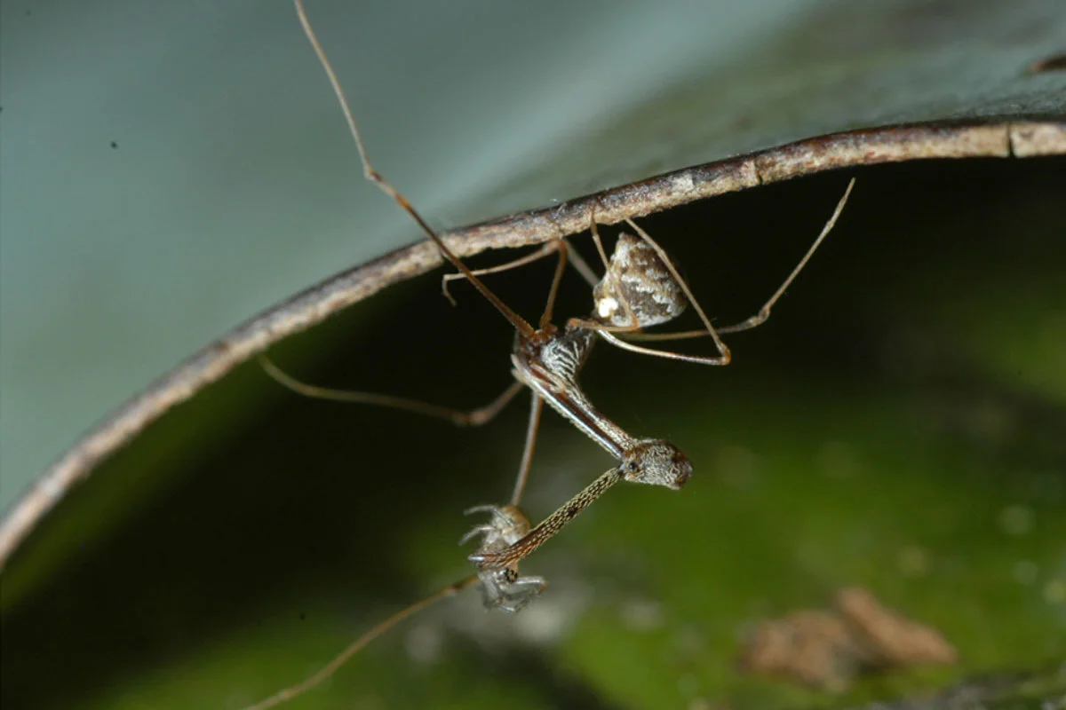 Eriauchenius gracilicollis