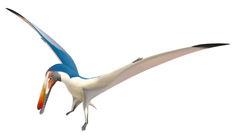 Hamipterus