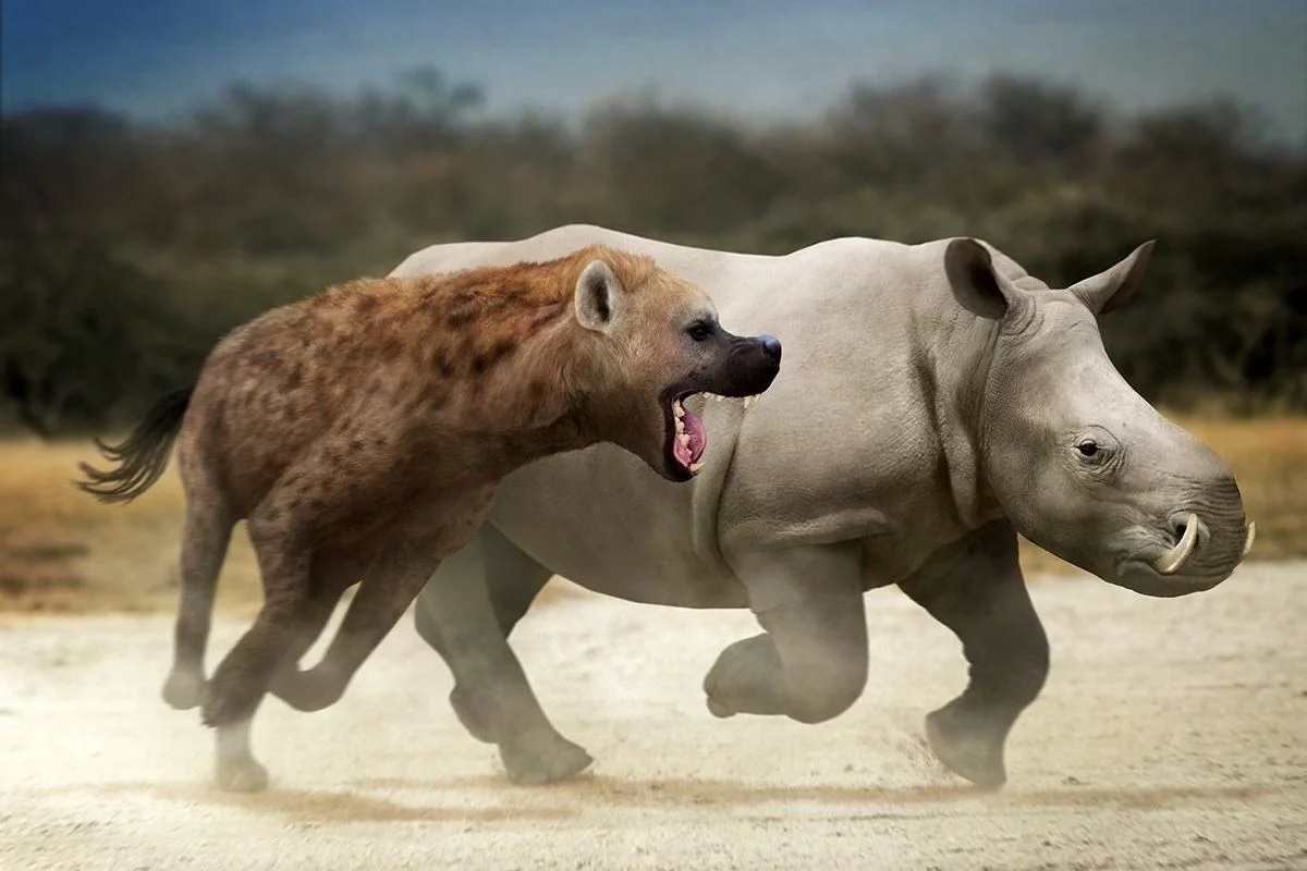 Dinocrocuta versus Chilotherium