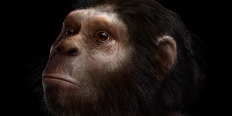 Homo naledi reconstruction