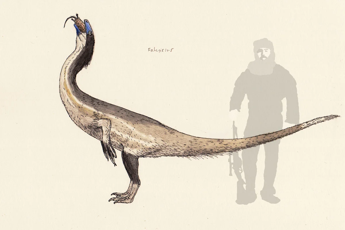 Falcarius