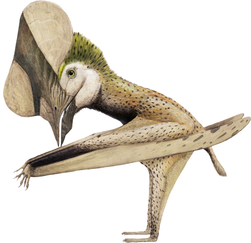 Huaxiapterus