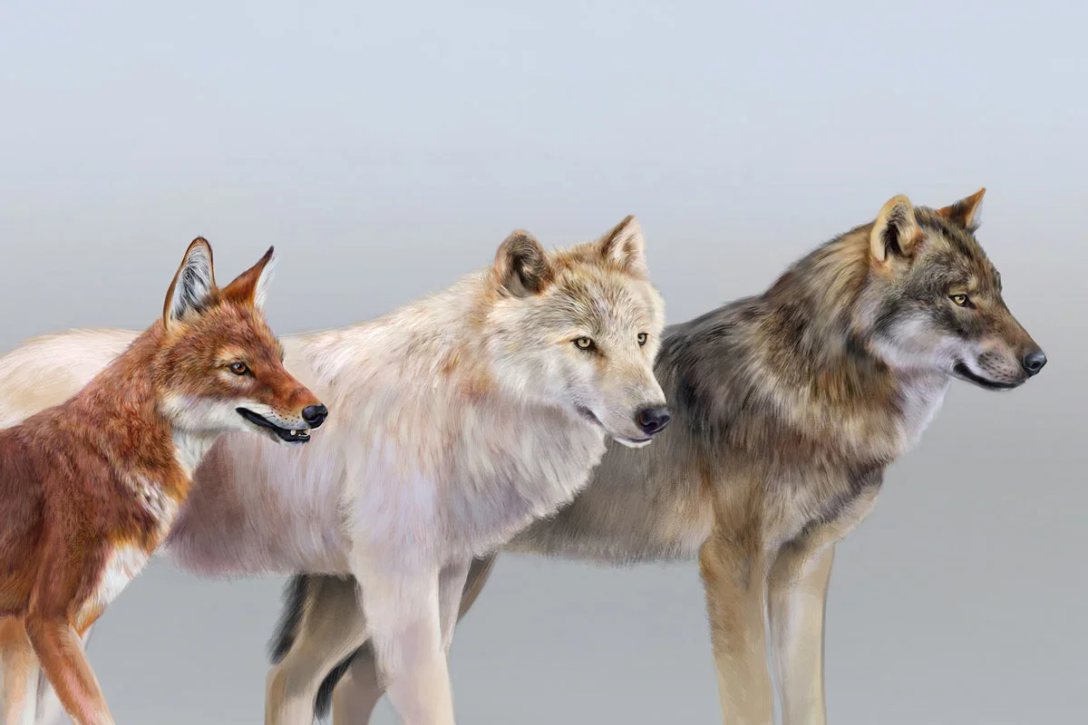 Ethiopian wolf, tundra wolf, and gray wolf