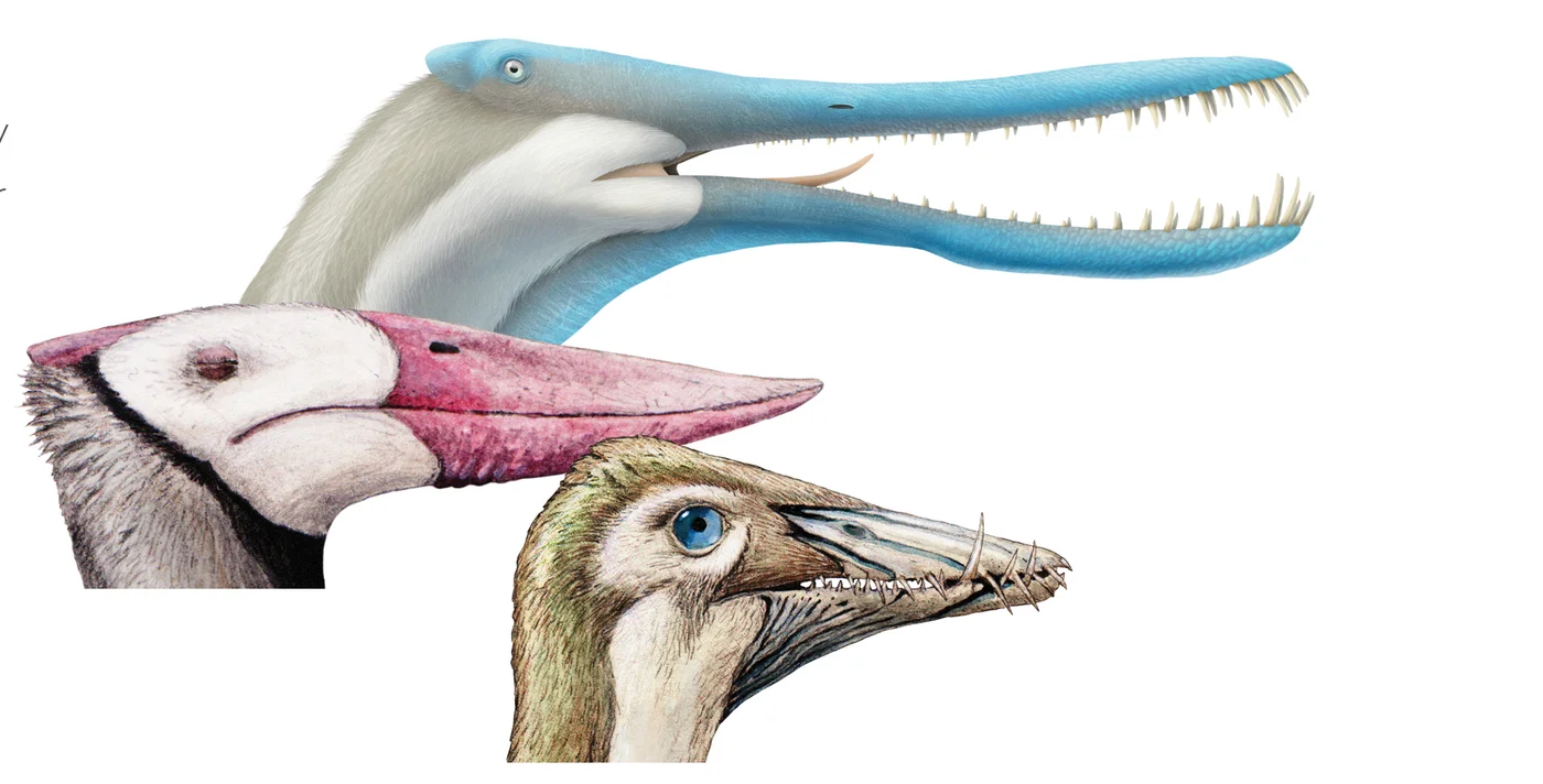 What did pterosaurs eat?