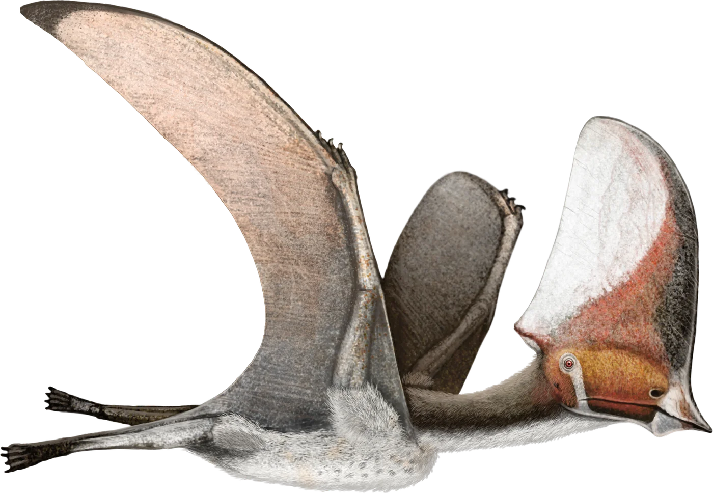 Caiuajara
