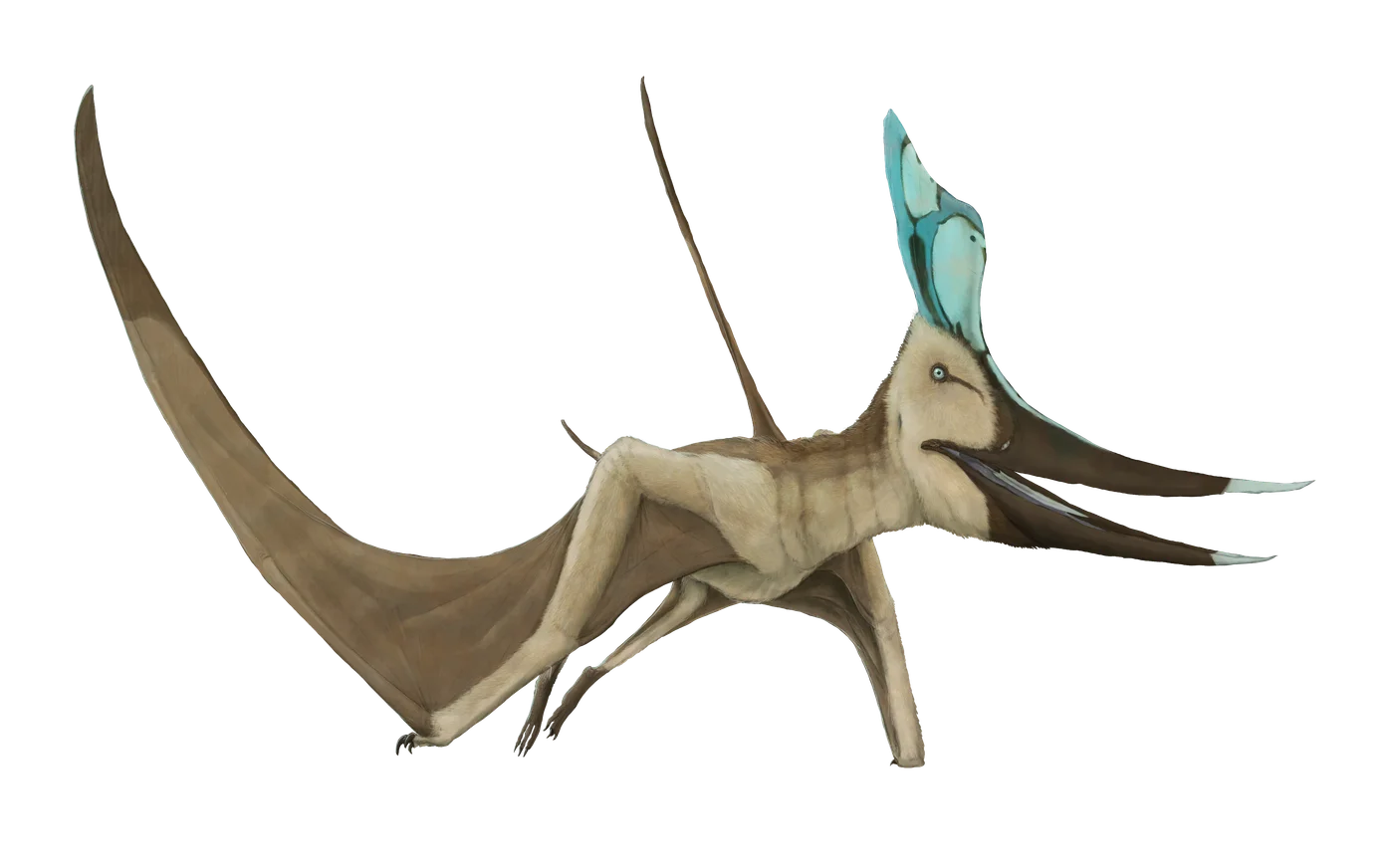 Geosternbergia