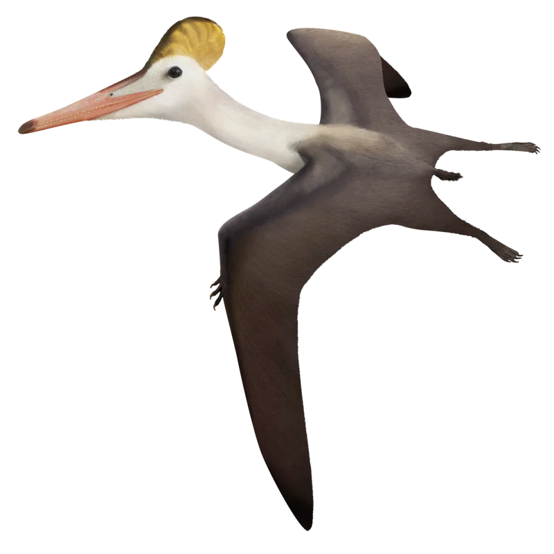 Pterodactylus