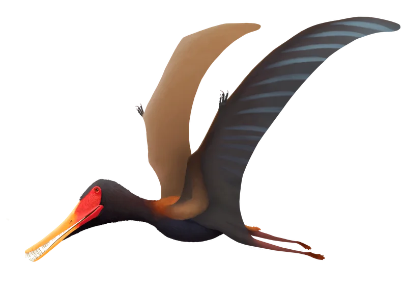 Pterofiltrus