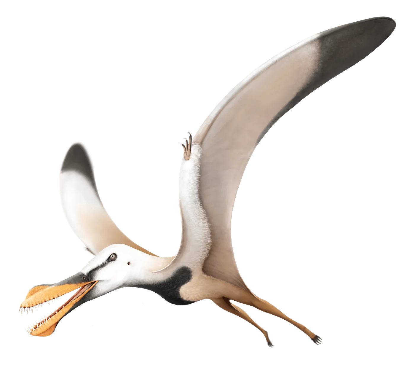 Santanadactylus