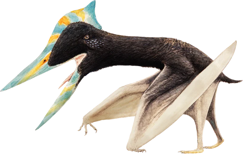 Shenzhoupterus