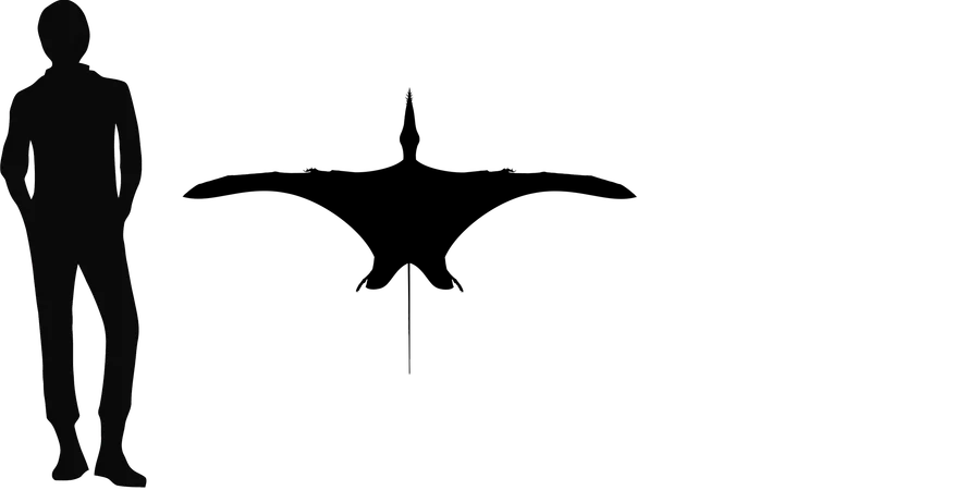 Sericipterus wingspan comparison