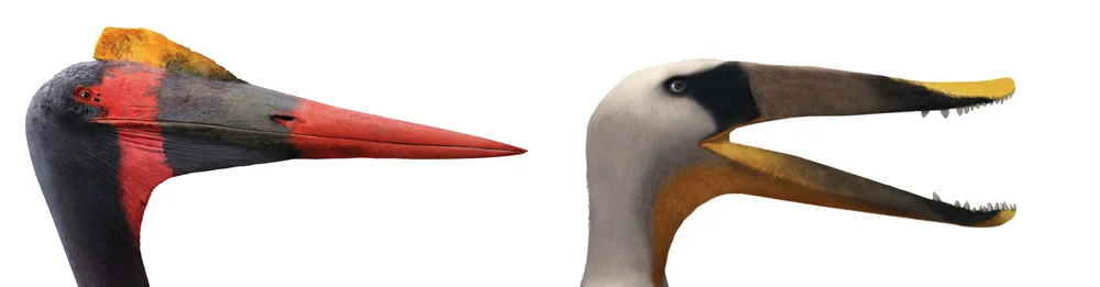 Jaws of a terrestrial carnivores pterosaur