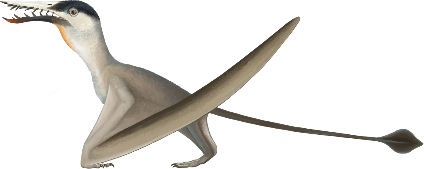 What's in a pterosaur's name?