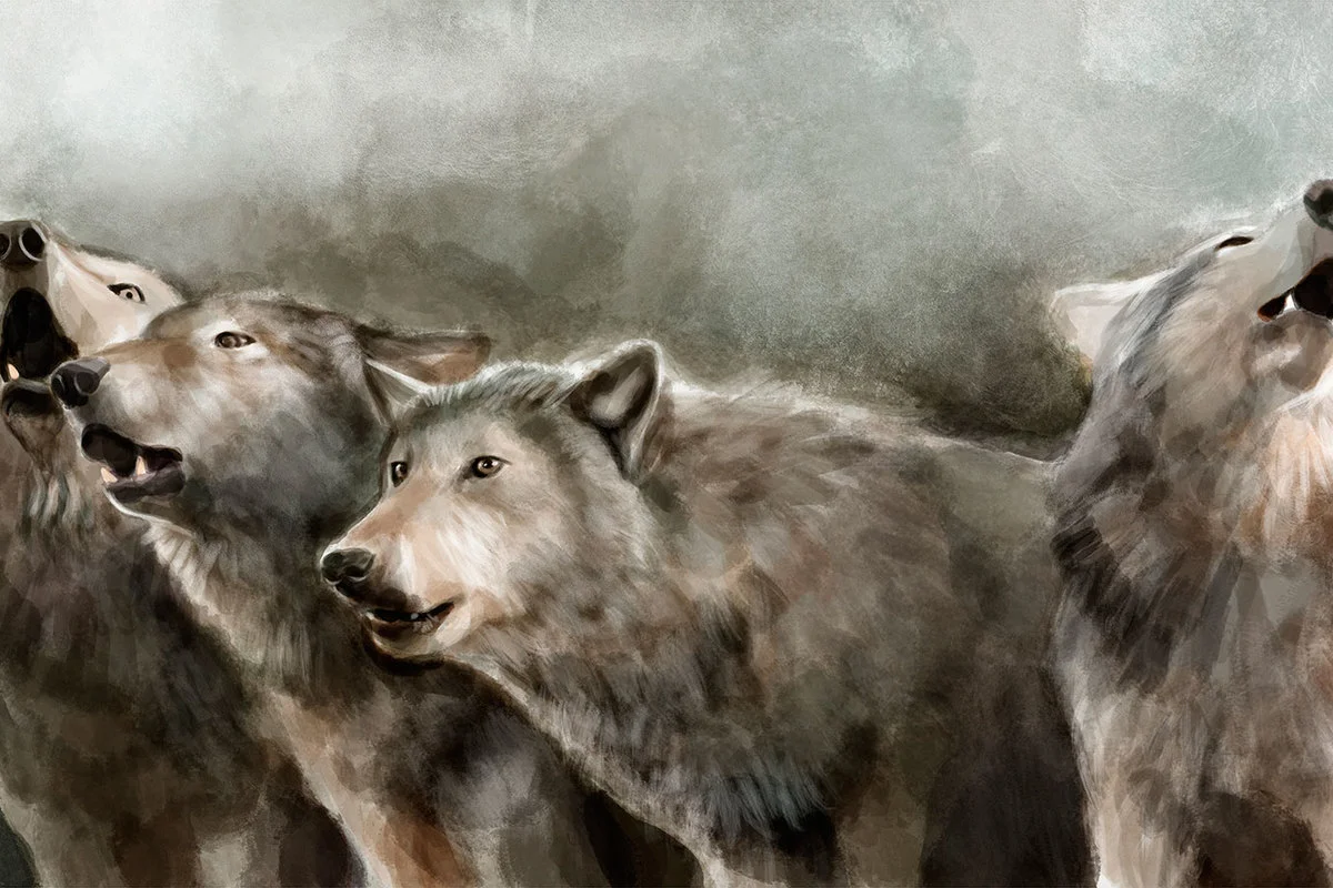 Gray wolves