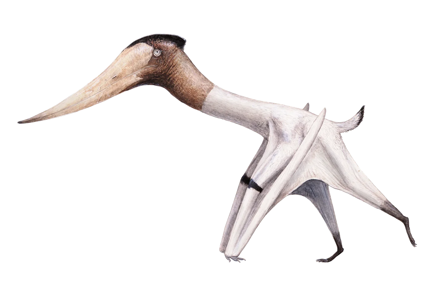 Xericeps