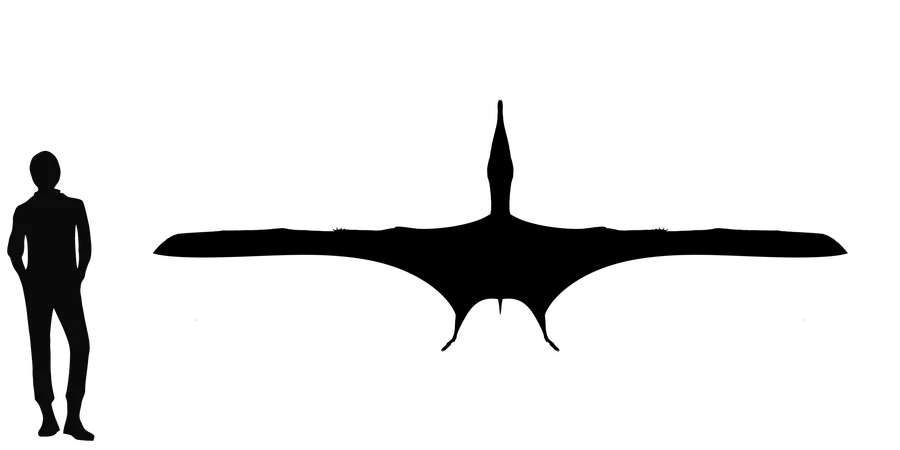 Ludodactylus wingspan comparison