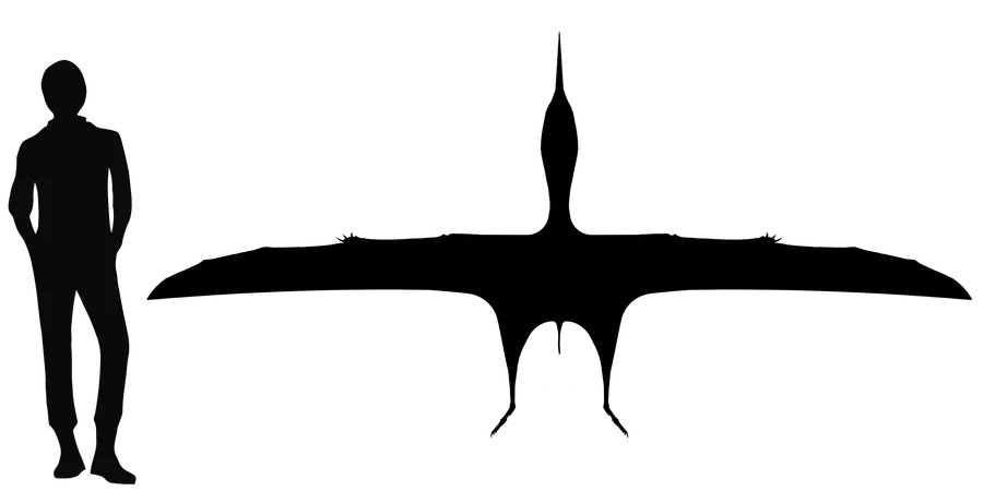 Europejara wingspan comparison