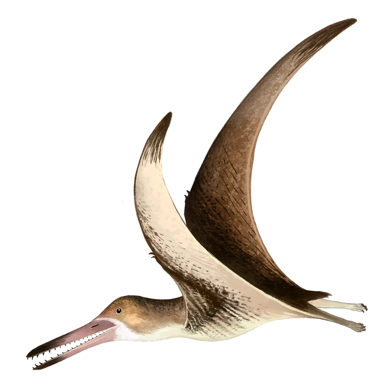 Prejanopterus