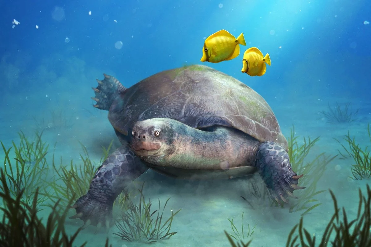 Inaechelys pernambucensis