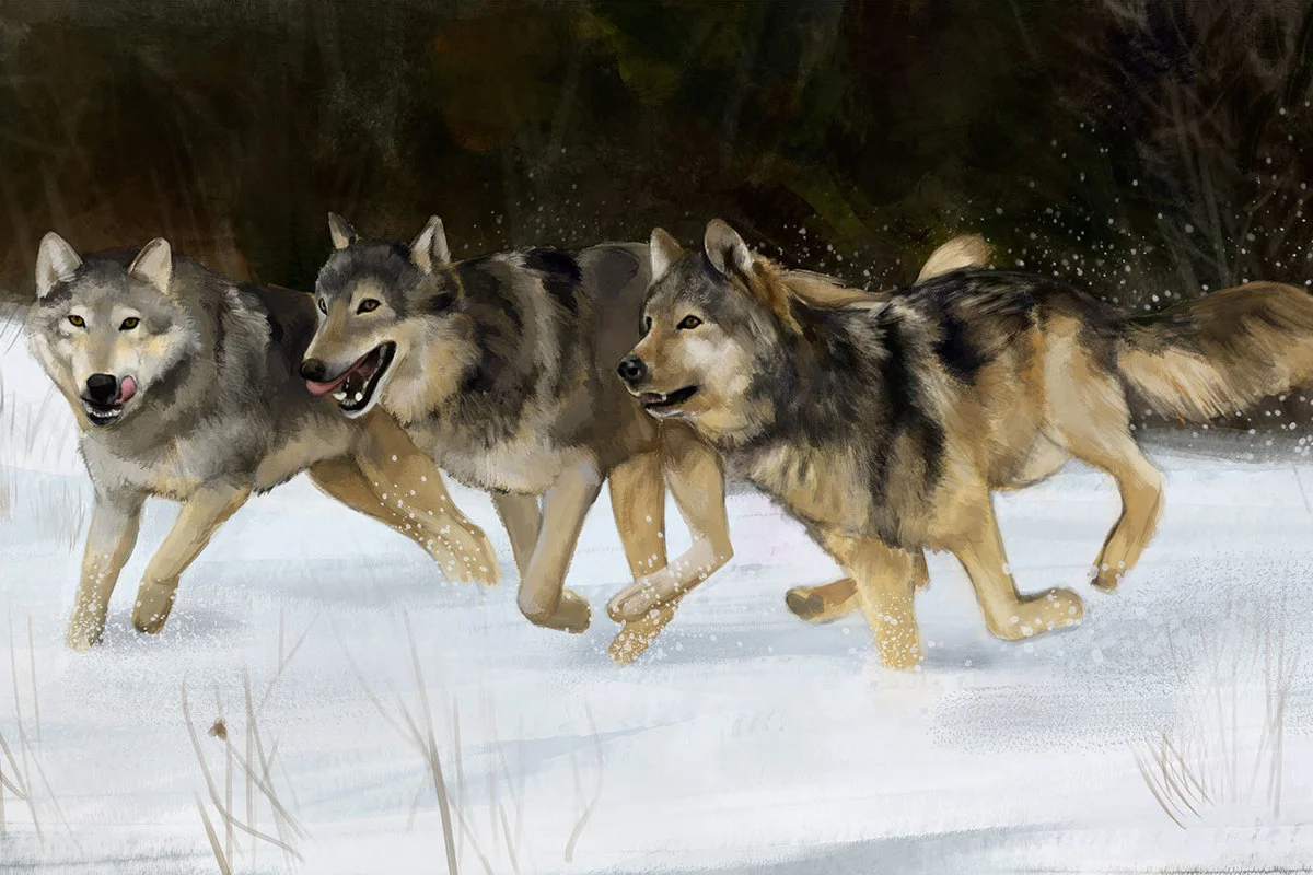 Gray wolves