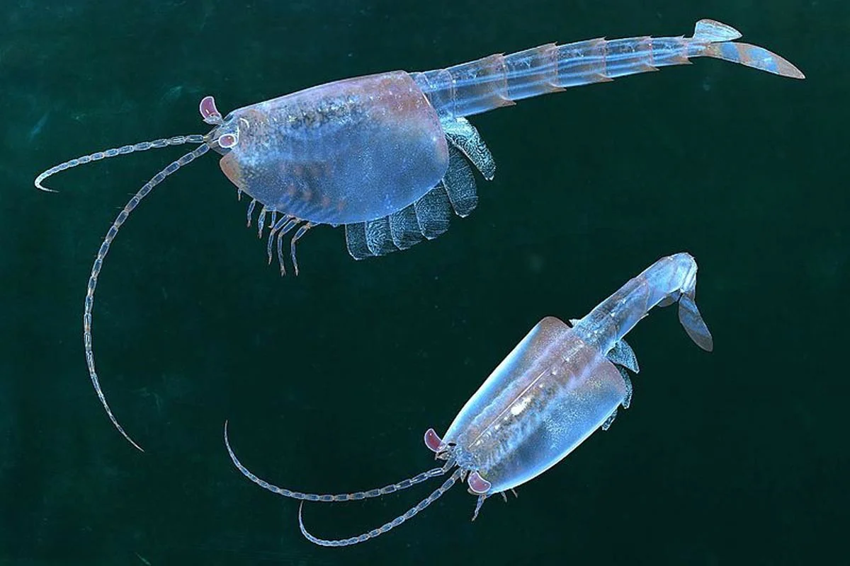 Waptia fieldensis