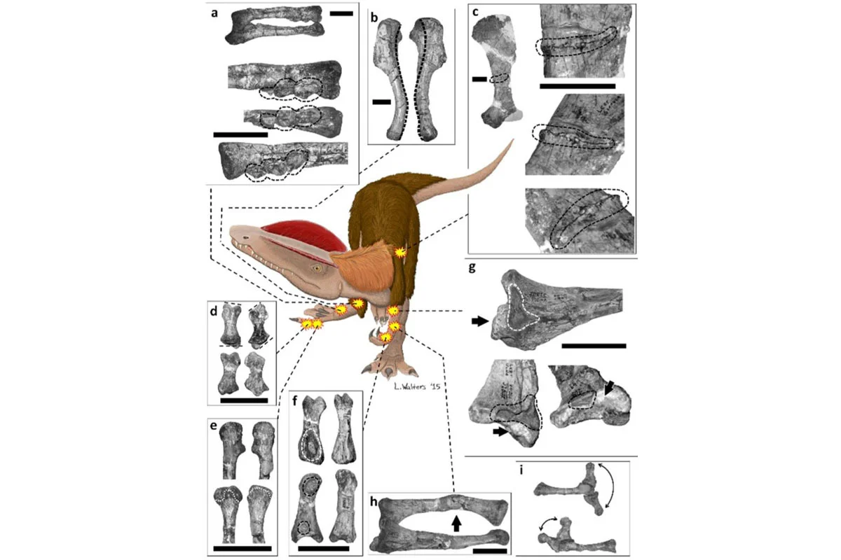 "the most injured dinosaur" Dilophosaurus was found with fractured bones in multiple parts of its body