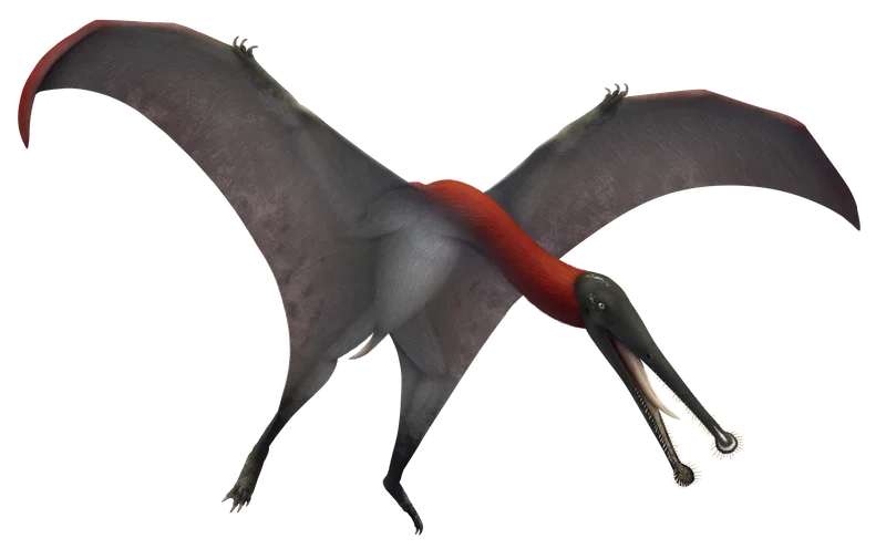 Plataleorhynchus